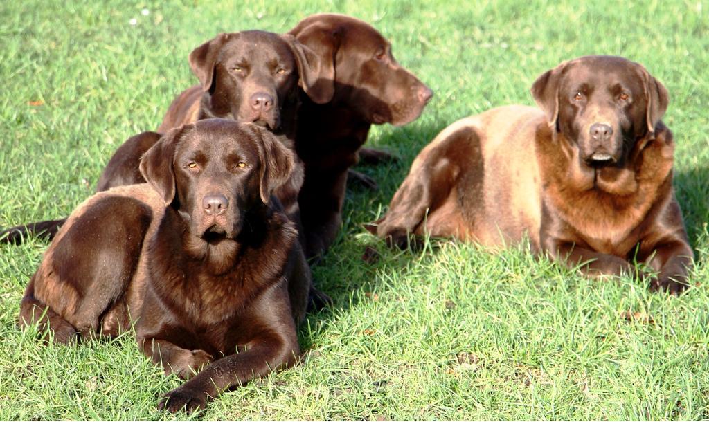 Gite Labradors De Bailly - Giverny Saint-Pierre-la-Garenne Екстериор снимка